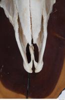 mouflon skull 0010